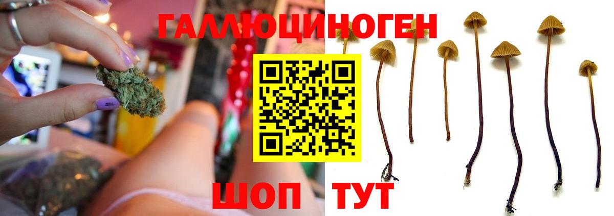 Галлюциногенные грибы мухоморы Осинники
